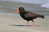 Sooty Oystercatcher